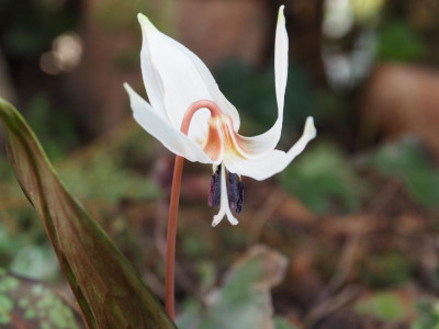 Erythronium dens-canis P3030080.JPG