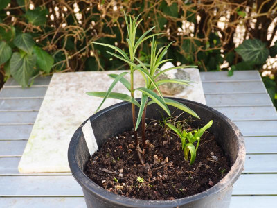 Fritillaria thunbergii P3030081.JPG