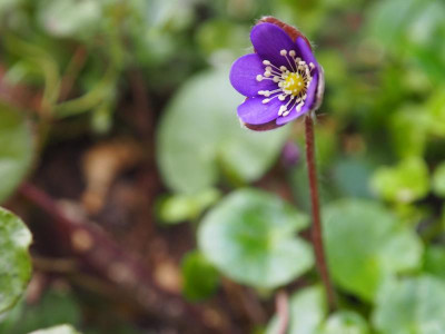 Hepatica nobilis var. nobilis Blaues Wunder JP P3130072.JPG