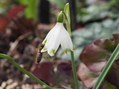 Galanthus nivalis Viridapice Poculiformis Petrosilius Zwackelmann P3130076.JPG