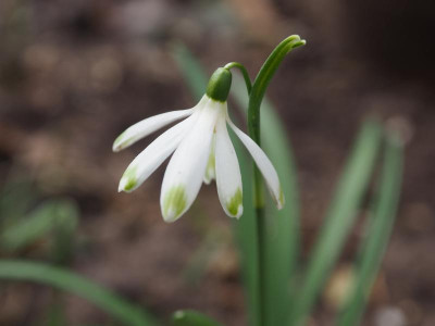 Galanthus nivalis Viridapice Poculiformis Johan Mens P3130079.JPG