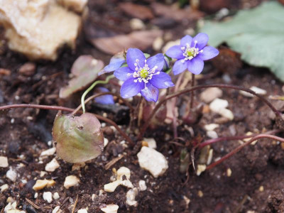 Hepatica nobilis P3130080.JPG