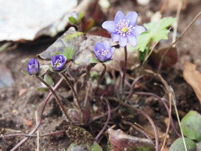 Hepatica nobilis P3130082.JPG