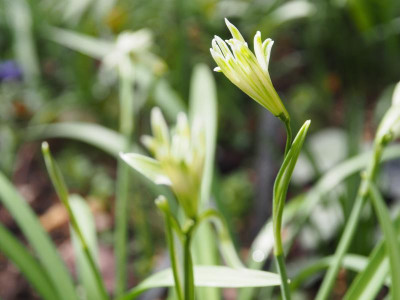 Galanthus nivalis Bunch P3130083.JPG