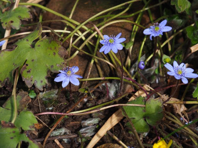 Hepatica transsilvanica P3130088.JPG