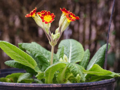 Primula veris fo. rubra Laced P3130090.JPG