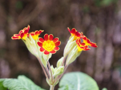 Primula veris fo. rubra Laced P3130089.JPG