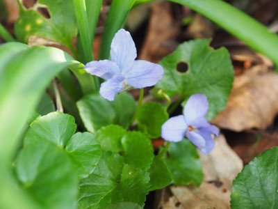 Viola Reine de Neiges P3180093.JPG