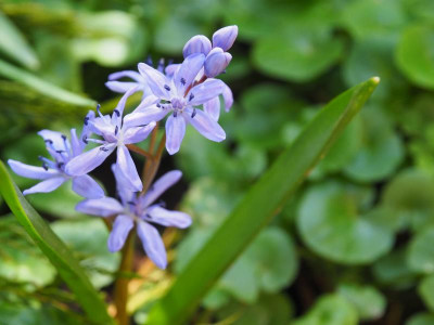 Scilla bifolia P3180094.JPG