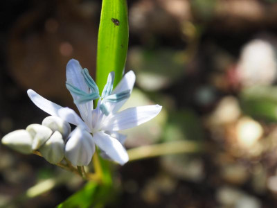 Scilla bifolia hellblaue Antheren HP P3180098.JPG