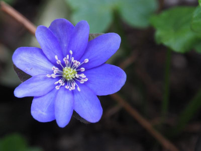 Hepatica nobilis kräftig blau P3180096.JPG