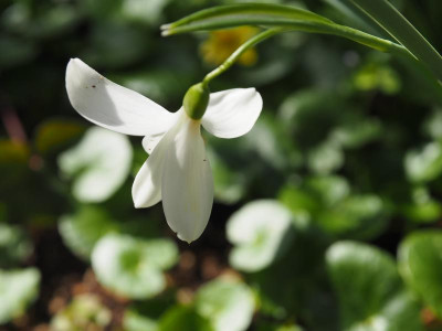 Galanthus nivalis Francesca de Grammont P3180101.JPG