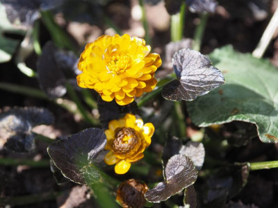 Ranunculus ficaria Jaqueline P3180102.JPG