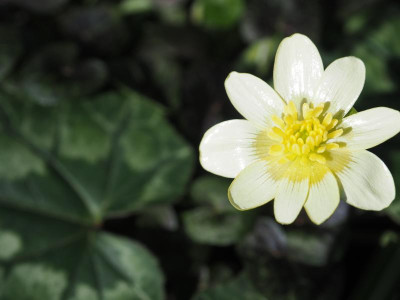 Ranunculus ficaria Deborah Jope P3180105.JPG