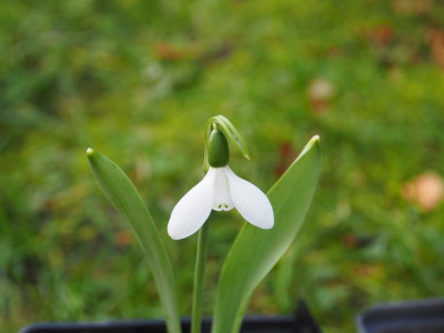 Galanthus elwesii HUBEN 1 Mäusezähnchen P3180081.JPG