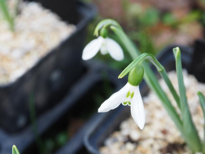 Galanthus elwesii HUBEN grimmig P3180082.JPG