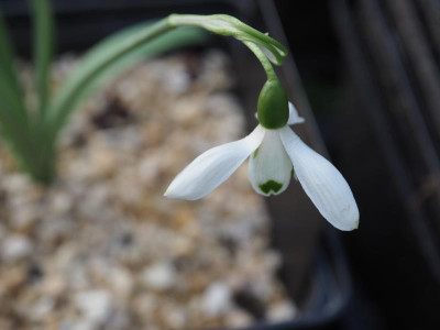 Galanthus elwesii HUBEN monistictus P3180083.JPG