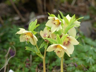 2023-03-26 Helleborus x hybridus 1.jpg