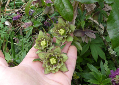 2023-03-26 Helleborus x torquatus 1.jpg