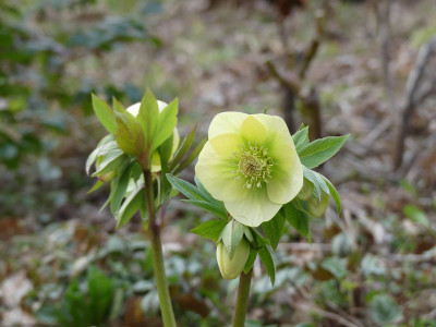 2023-03-28 Helleborus x hybridus 1.jpg