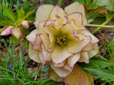 Helleborus gefüllt Sämling von Grace.jpg