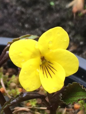 2023-03-31 Viola brevistipulata ssp. hidakana blüte.jpg