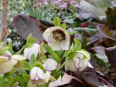 2023-04-03 Helleborus x hybridus 1.jpg