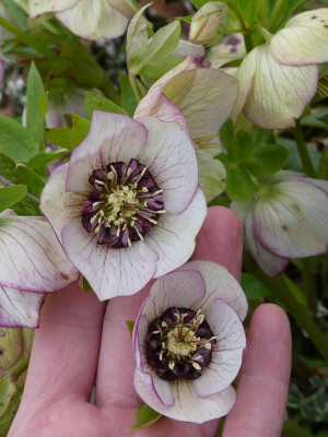 2023-04-03 Helleborus x hybridus 2.jpg