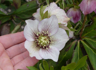 2023-04-03 Helleborus x hybridus 3.jpg