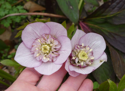 2023-04-03 Helleborus x hybridus 4.jpg