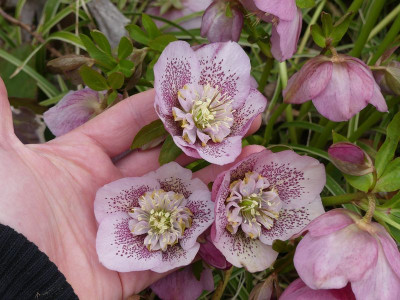 2023-04-03 Helleborus x hybridus 5.jpg