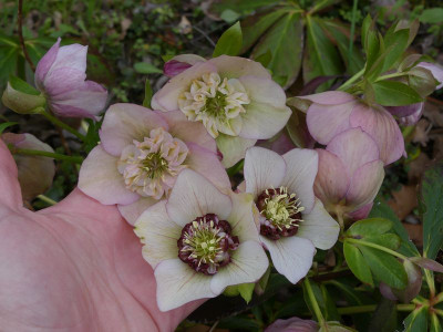 2023-04-03 Helleborus x hybridus 6.jpg