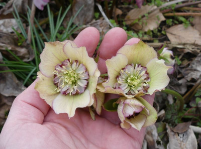 2023-04-03 Helleborus x hybridus 8.jpg