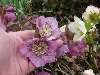 2023-04-03 Helleborus x hybridus 9.jpg