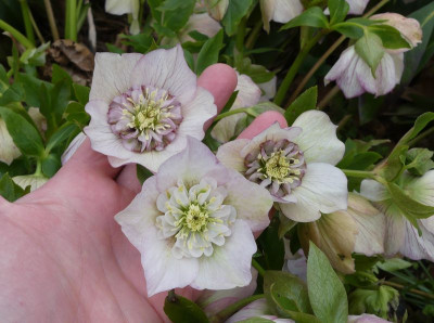 2023-04-03 Helleborus x hybridus 10.jpg