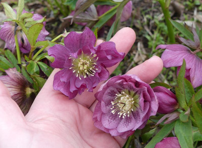 2023-04-03 Helleborus x hybridus 11.jpg