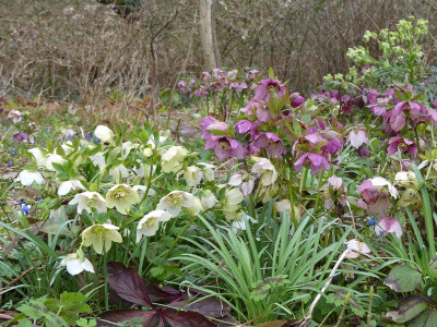 2023-04-03 Helleborus x hybridus 12.jpg