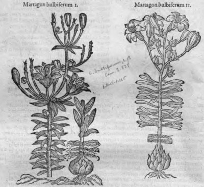 230320 Clusius Bulbiferum I und II.JPG