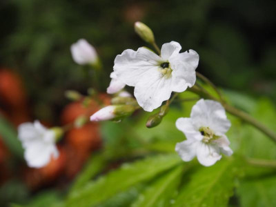 Cardamine heptaphylla Fieder-Zahnwurz P4110006.JPG