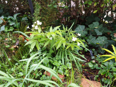 Cardamine heptaphylla Fieder-Schaumkraut P4110019.JPG