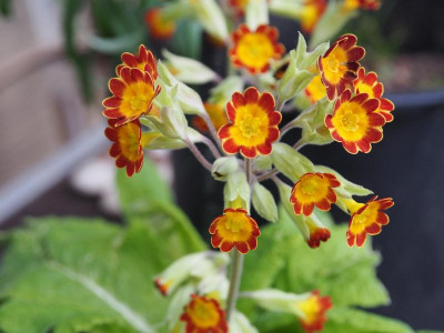 Primula veris subsp. rubra Laced P4110004.JPG