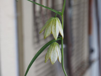 Fritillaria thunbergii P4110005.JPG