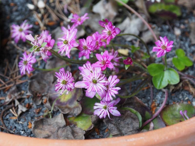 Hepatica japonica P4110009.JPG