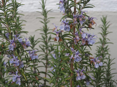 Rosmarinus officinalis Weihenstephan P4110010.JPG