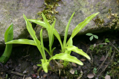 Hosta_Dragon_Tails.jpg