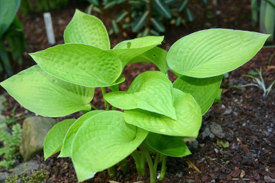 Hosta_Golden_Prayers.jpg