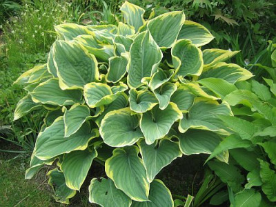 Hosta_Sagae_96501.jpg