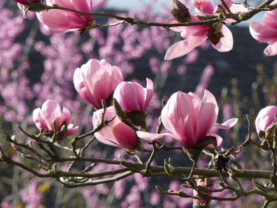 2023-04-13 Magnolia sprengeri var. sprengeri 1.jpg