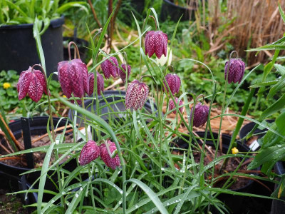 Fritillaria meleagris P4160018.JPG