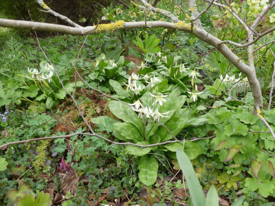 2023-04-19 Erythronium 'White Beauty' 2.jpg